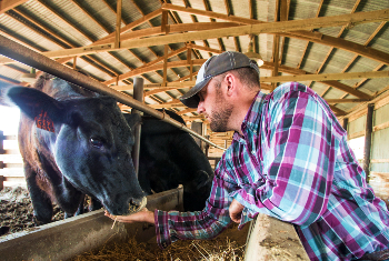 student feeding cattle