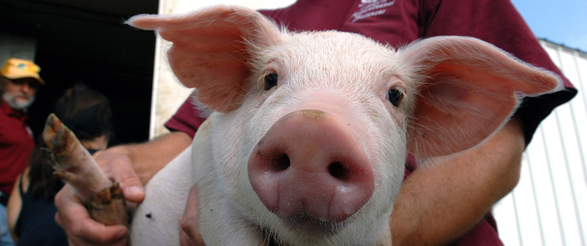 SIU Animal Science student hold pig at swine center