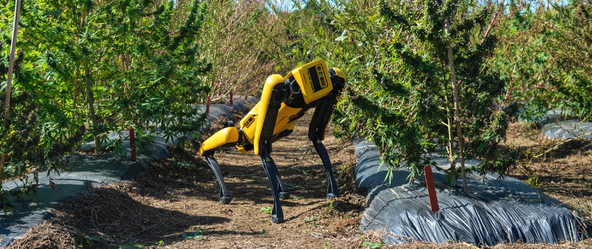 Plant pathogen detection robot