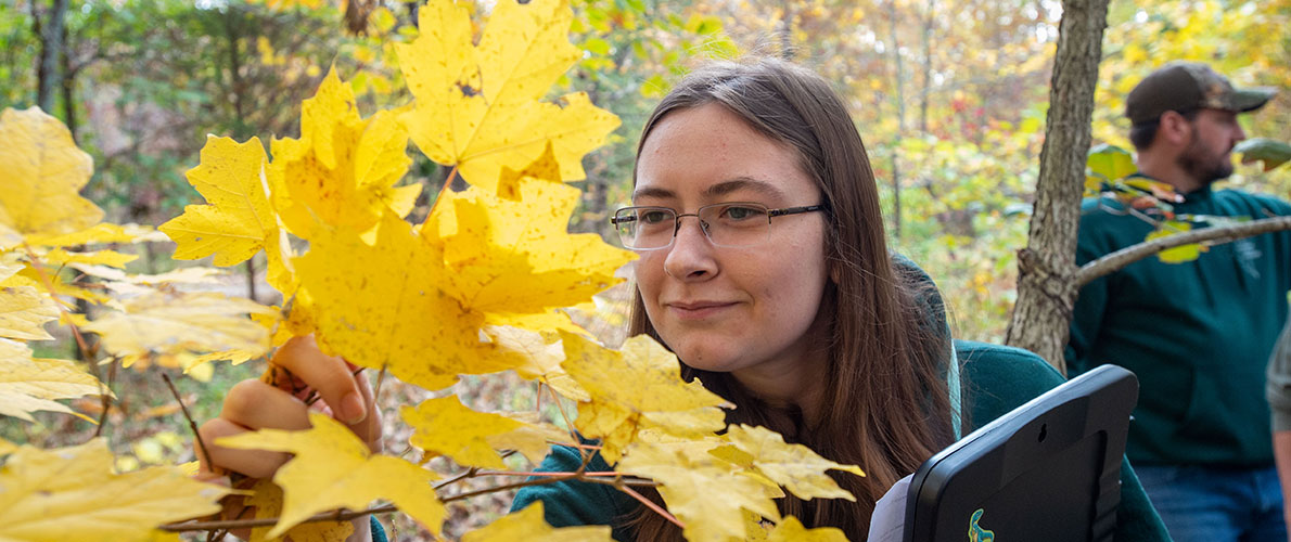 SIU student in Tree ID class out in the field examining tree leaves