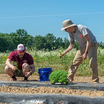 SIU faculty working in Cannabis Field