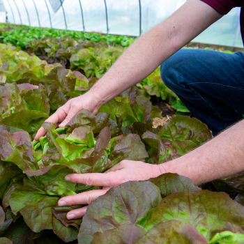 rows of leafy lettuce heads