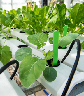 SIU greenhouse irrigation canals