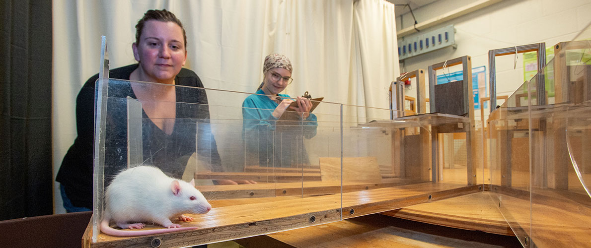 SIU Psychology work with a rat in Lab 