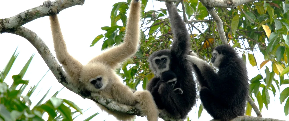 SIU biological anthropologists photo of White handed gibbons