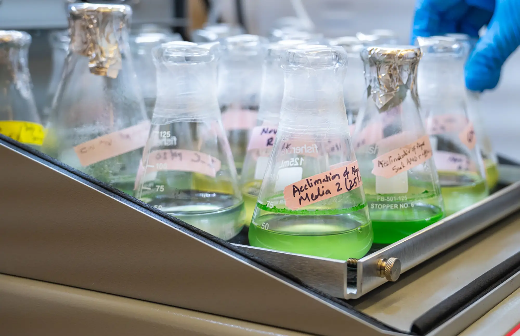 Labeled Erlenmeyer flasks containing green algae cultures sit on a shaker tray in a research laboratory, with a gloved hand visible in the background.