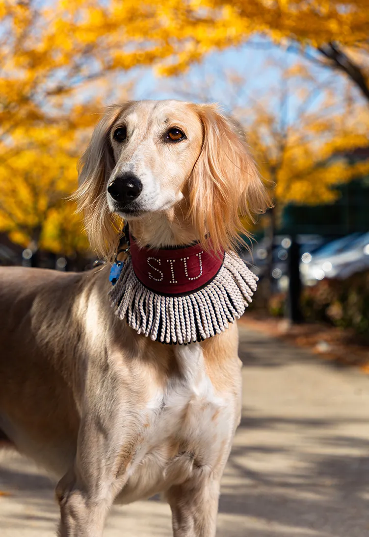 Saluki dog