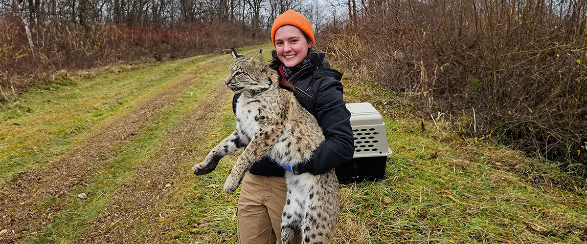 Zoology student with sedated bobcat